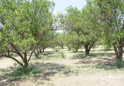 npurfrm5.JPG